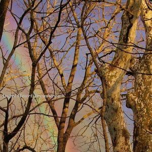 🌈5x7 Original Photo of Pastel Rainbow & Sycamores